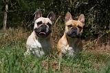 BOULEDOGUE FRANCAIS 915